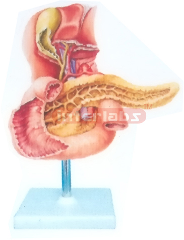 HUMAN BILE PASSAGE AND ITS OPENINGS (ANTERIOR AS PECT) MODEL